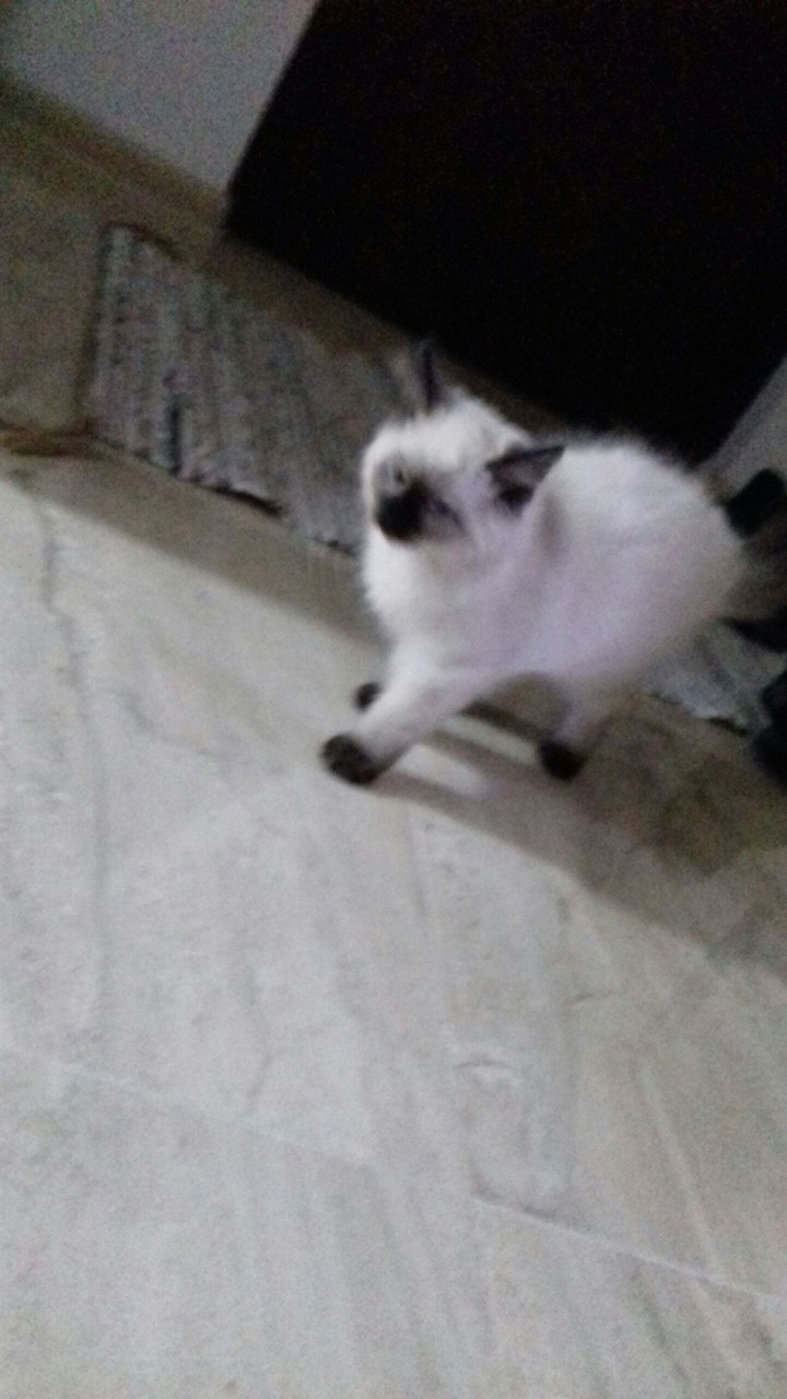 Kot cat