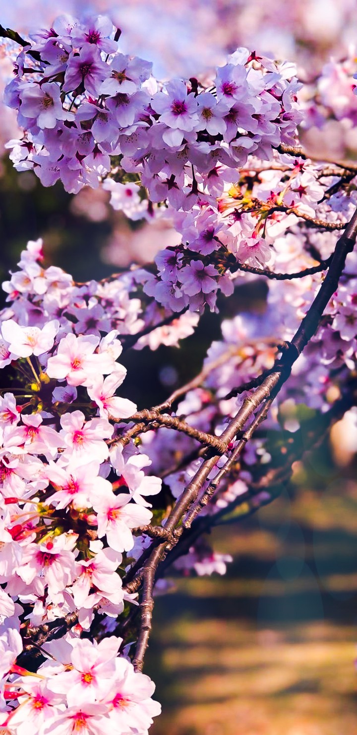 ~sakura tree~