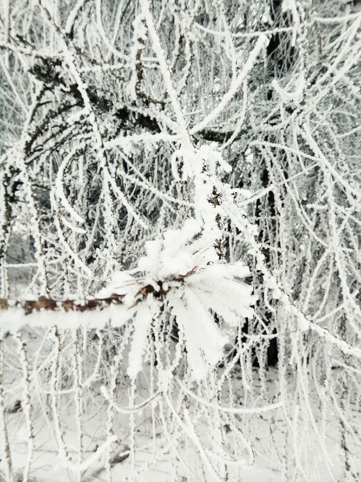 Winter coat