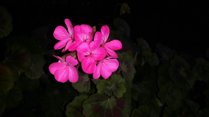 flower|fleur naturel