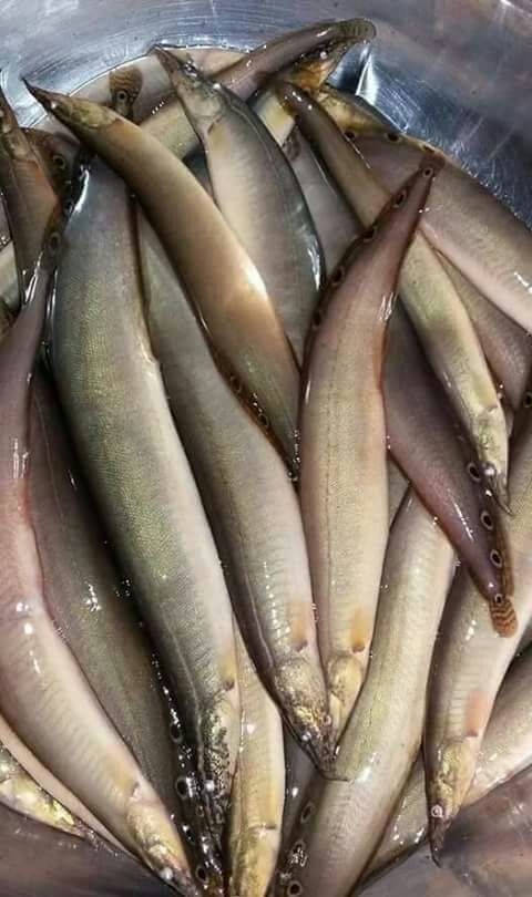 Fish