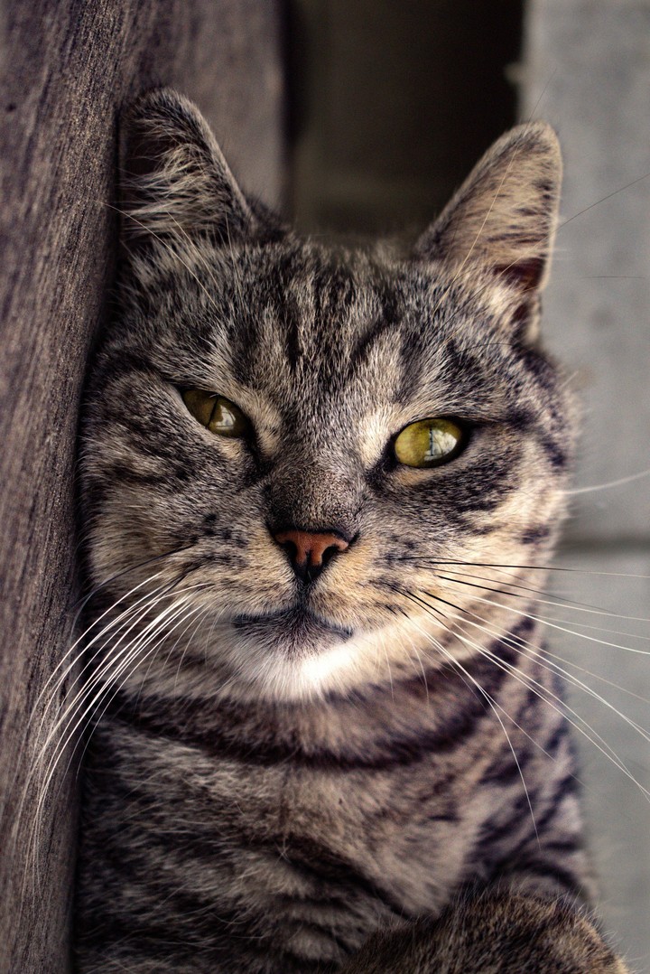 cat
