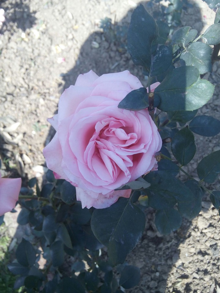 rose