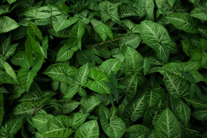 green