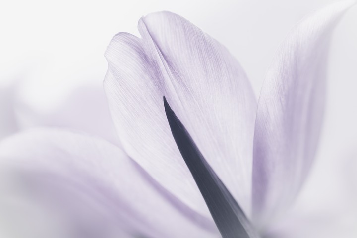 순수