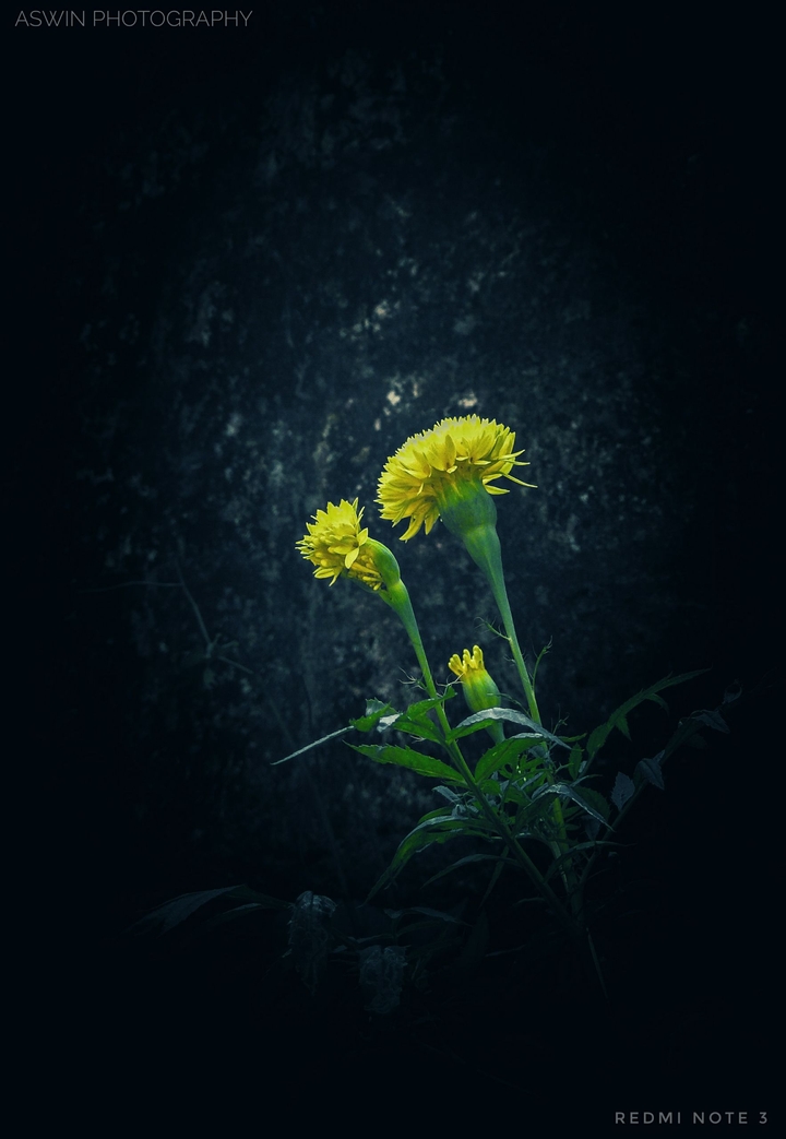 Yellow Flower
