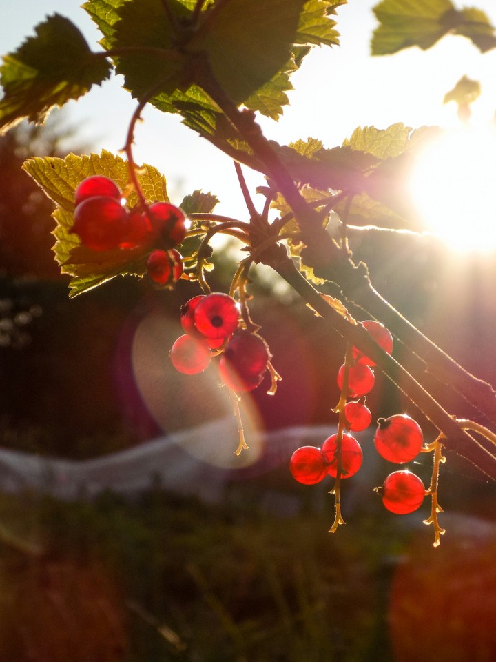 Berries