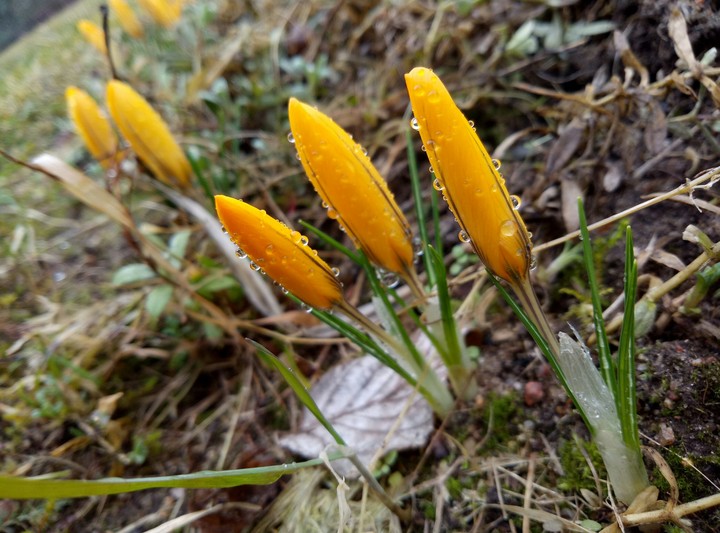yellow friends.