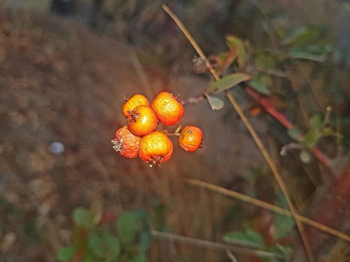 flowers autumn
