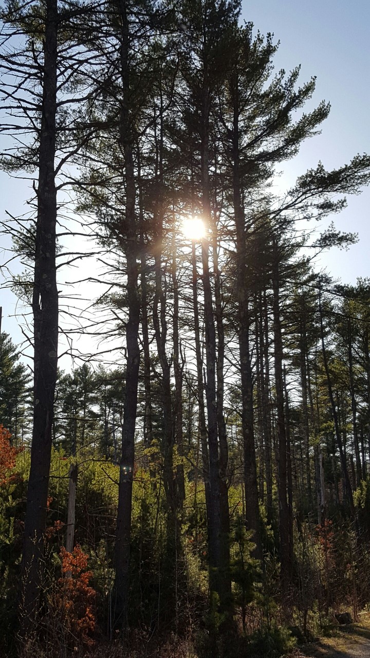 the forest