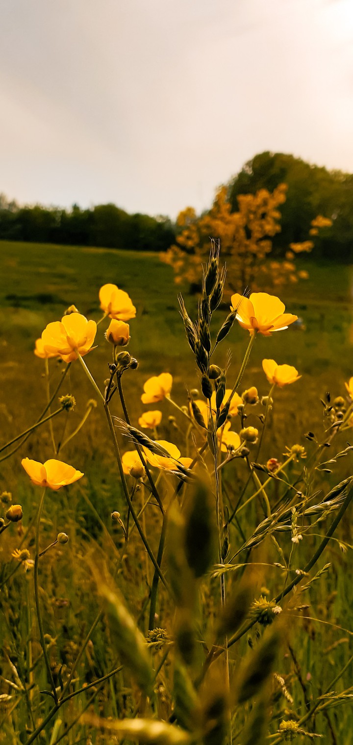 Boutons d'or