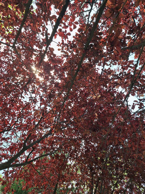 ταπετσαρίες trunk, deciduous