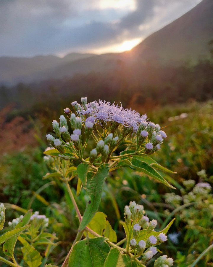 Beautiful sunkissed flower captured in Kerala
