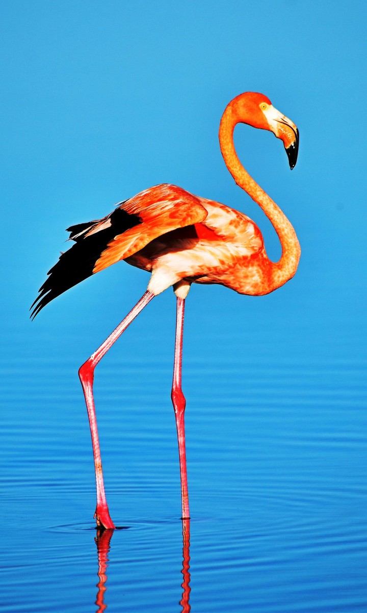 bird