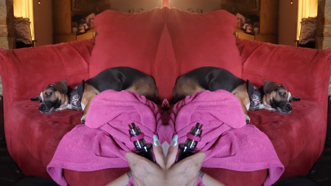 dog mirror