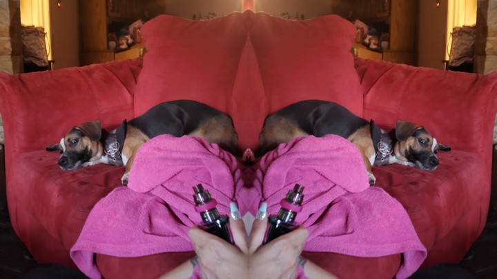 dog mirror
