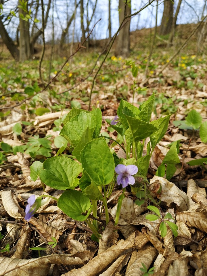 flowers?