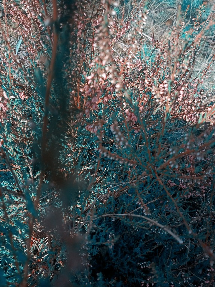 ✨