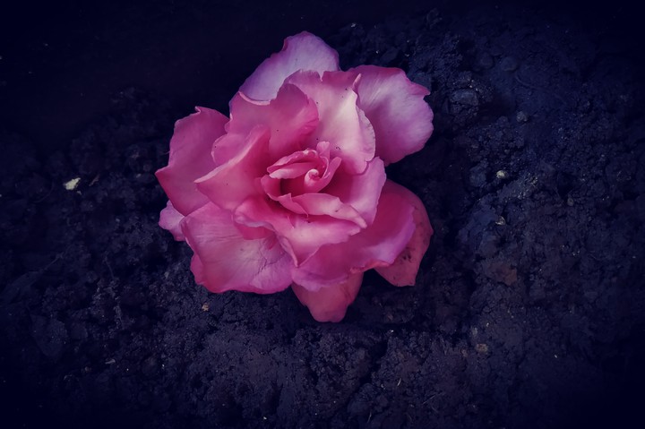 pink rose