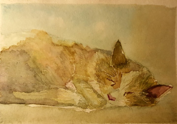 1Cat