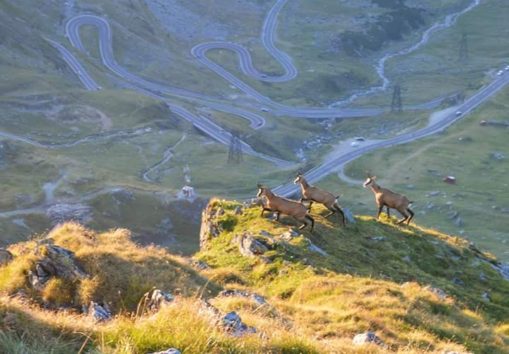 Transfagarasan