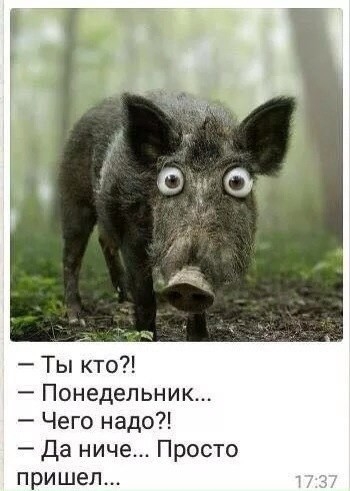 понедельник