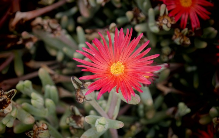 Eine schöne Blume