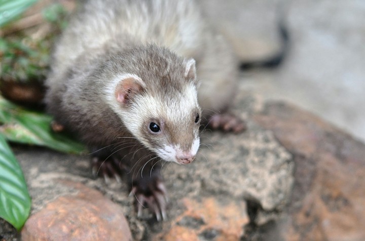 Ferret