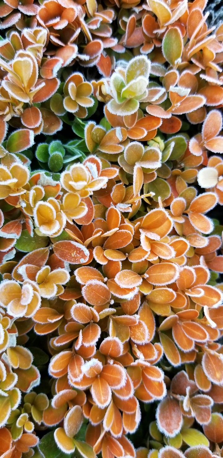 Frosty bush