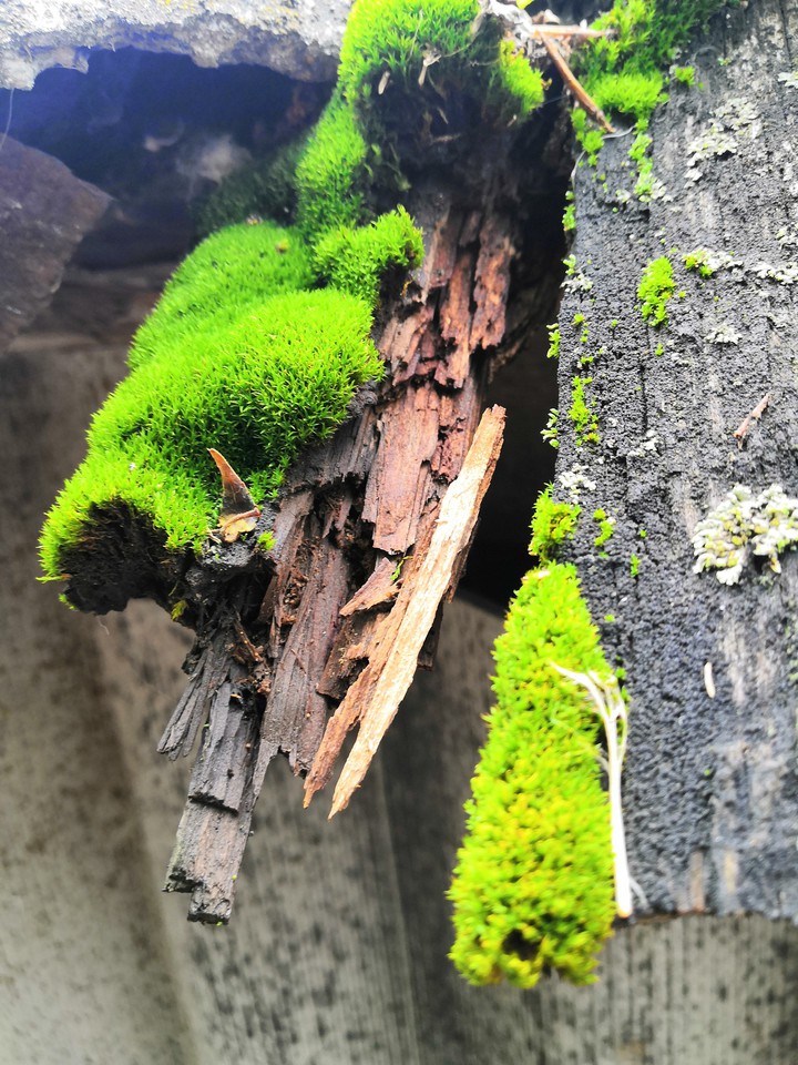 Moss