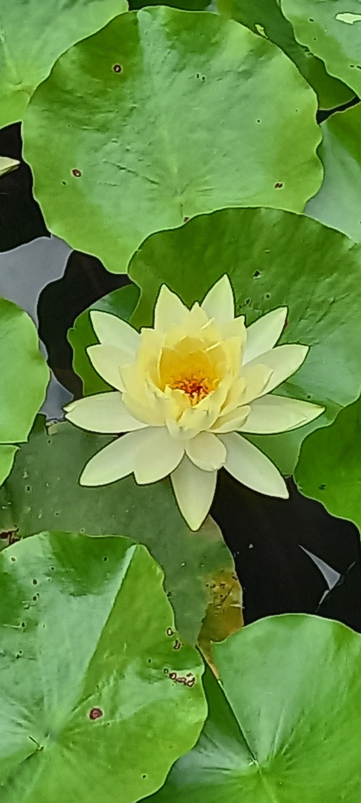 water lily