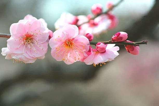 delicate pink plum blossoms