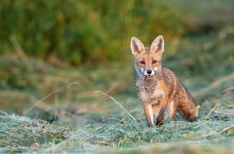 ταπετσαρίες fur, canidae