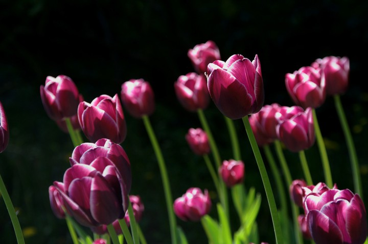 tulip