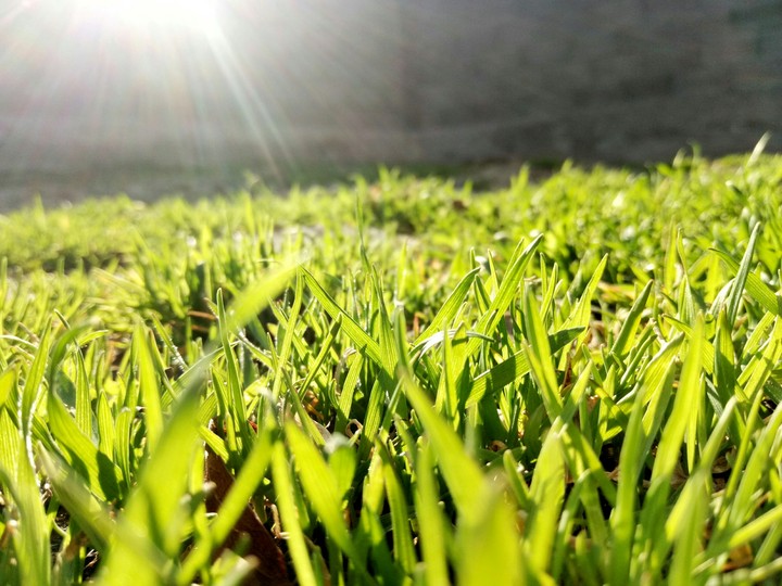 Grass