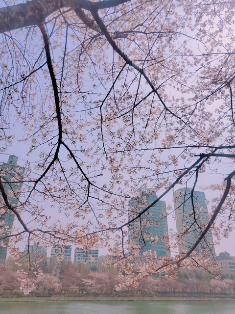 나뭇가지, 호수 배경화면