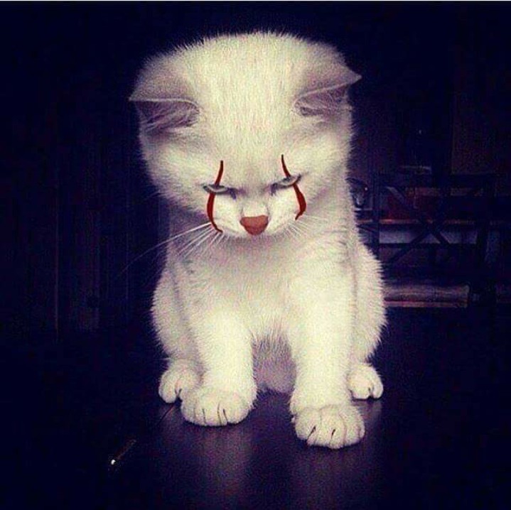 Cat - Gato