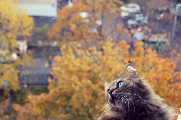 cat autumn