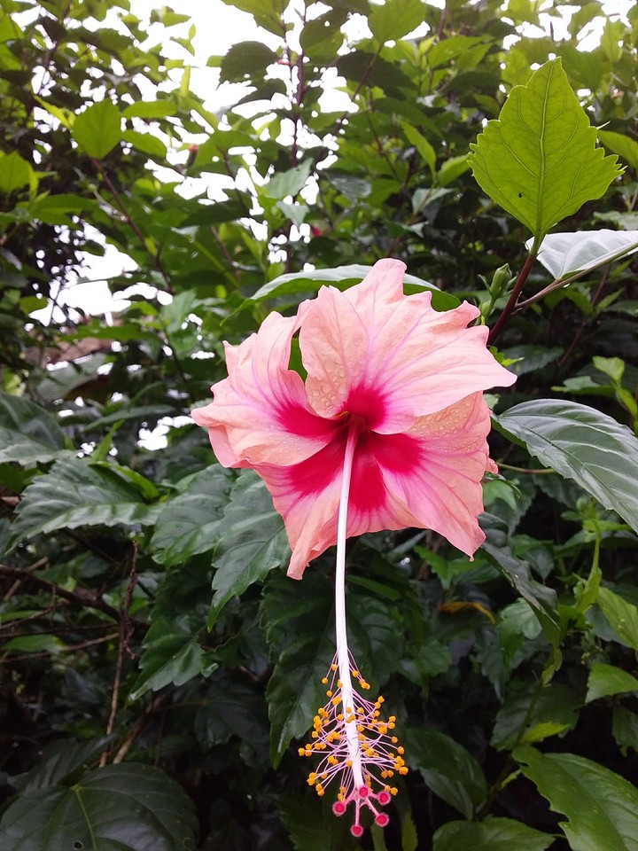 Camelia rosa