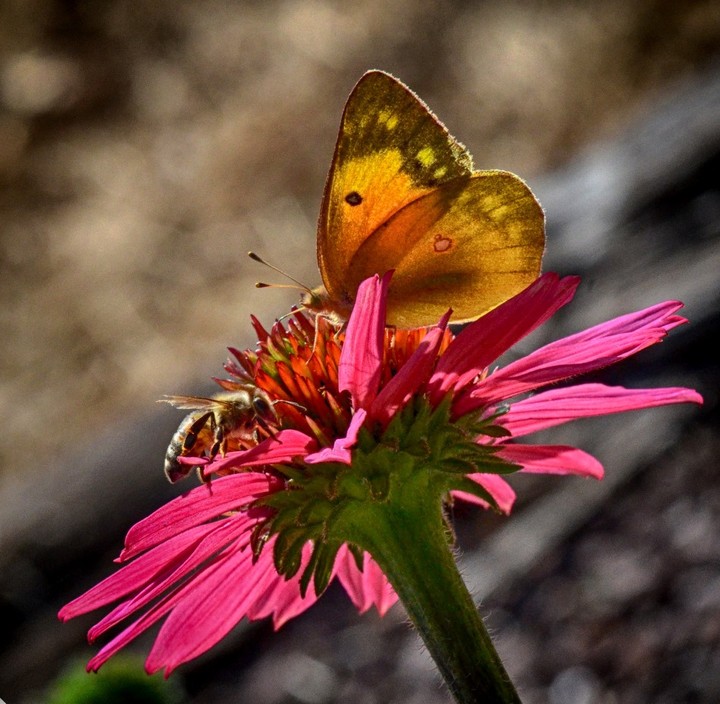 Butterfly, Bee and Pink Flower