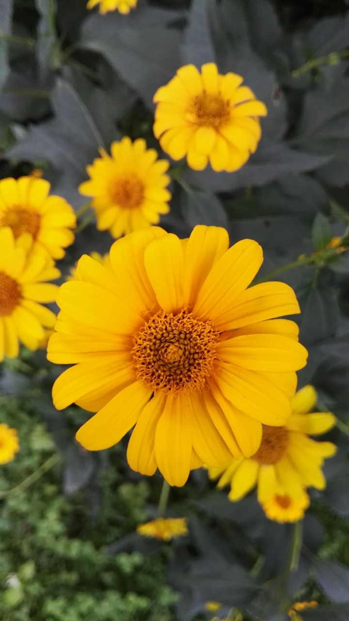flowerpower