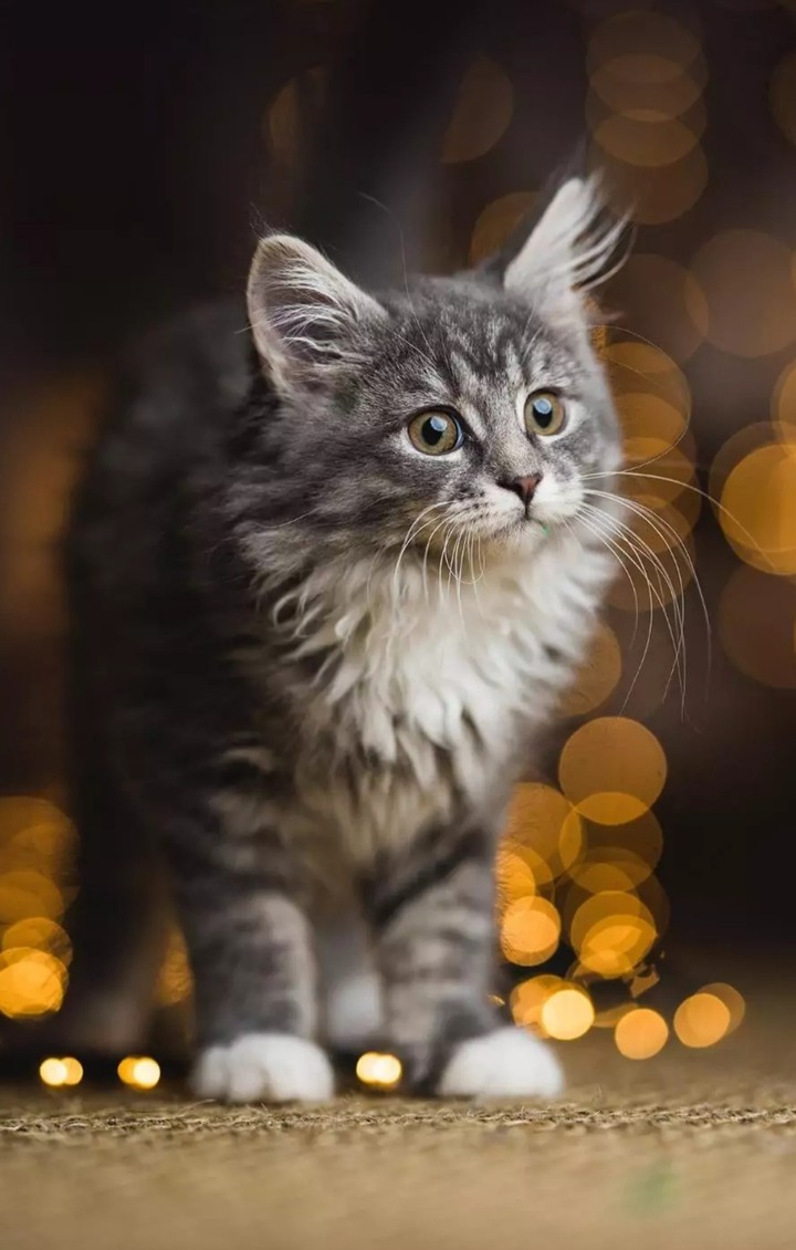 cat ?