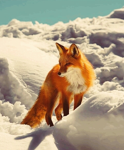 The Fox