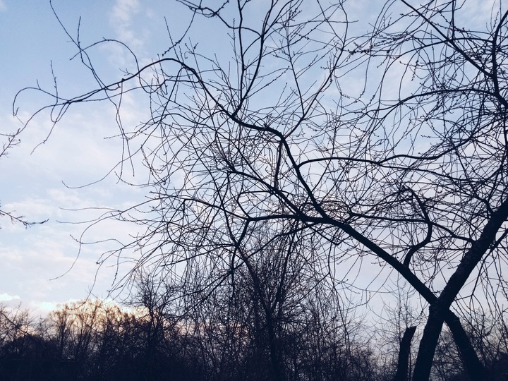 blacklines of tree