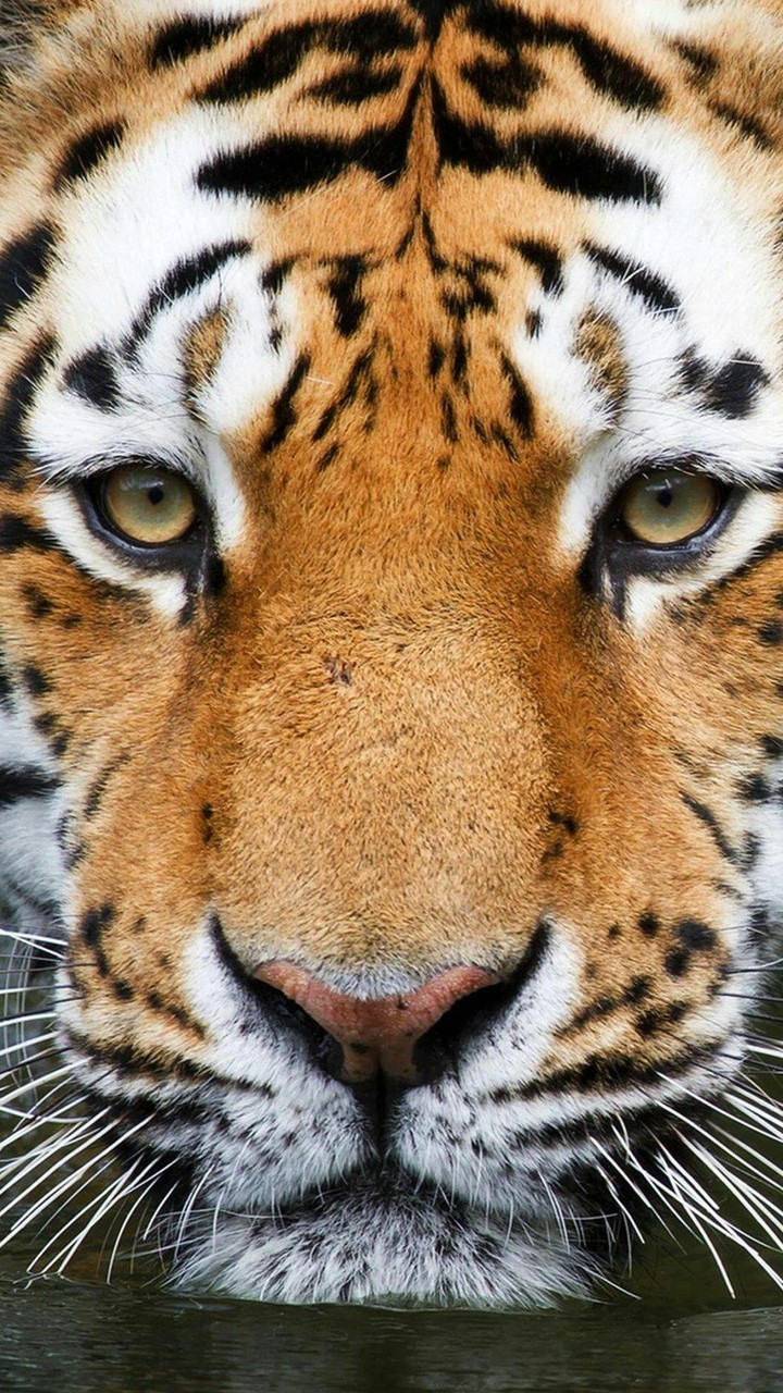the eye of the tiger