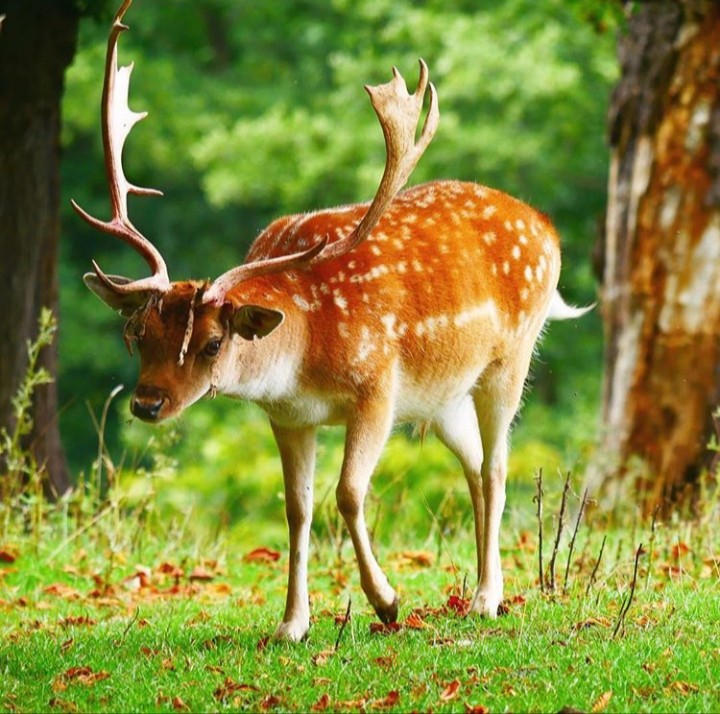deer