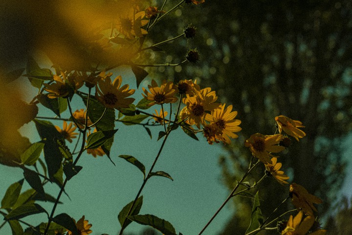 moody flowers