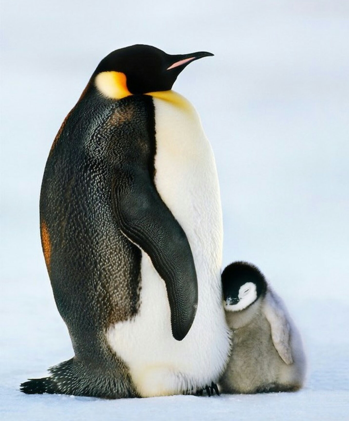 penguins