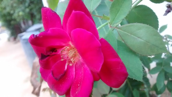 Rose