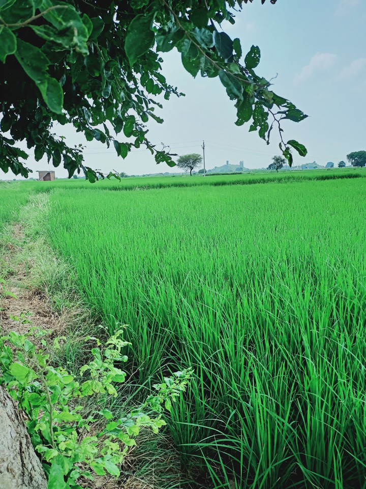 Jaat Farm